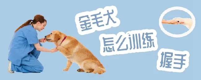 金毛犬怎么训练握手 | 宠物训练技巧