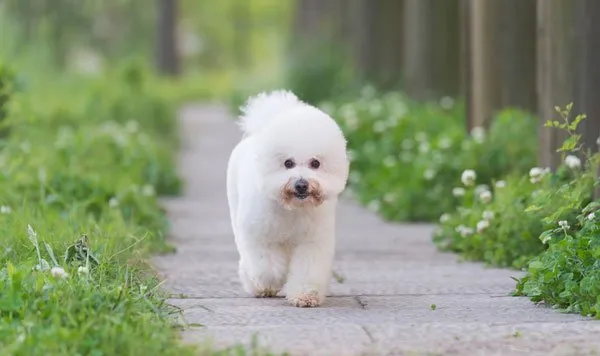 微笑天使萨摩耶和泰迪犬的生活记录图片 | 宠物狗图片