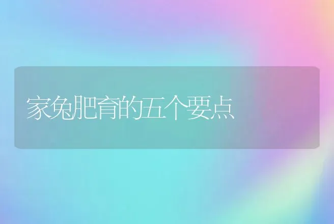 家兔肥育的五个要点 | 动物养殖