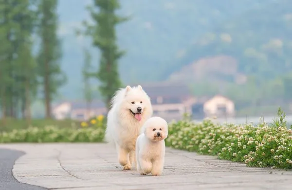 微笑天使萨摩耶和泰迪犬的生活记录图片 | 宠物狗图片