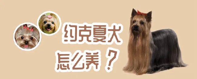 约克夏犬怎么养 | 宠物病虫害防治