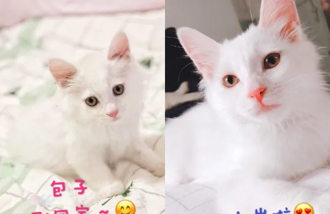 多年实战养猫攻略：小奶猫包子七年成长史 | 宠物猫饲养