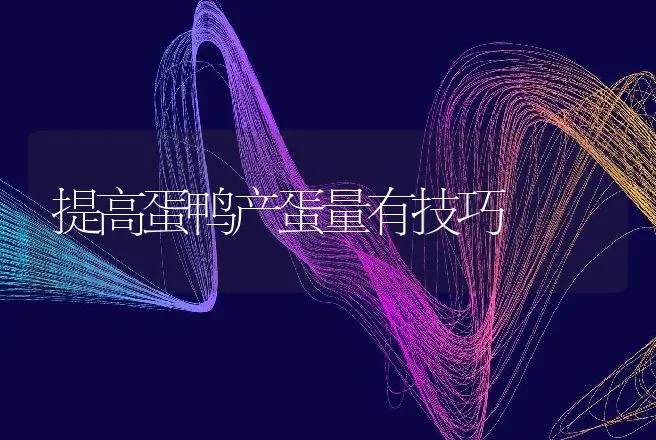 提高蛋鸭产蛋量有技巧 | 动物养殖