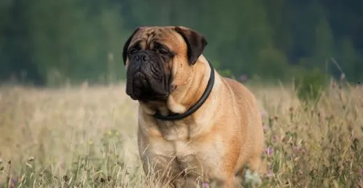 怎么训练马士提夫犬接飞盘 马士提夫獒犬接飞盘的训练教程 | 宠物训练技巧