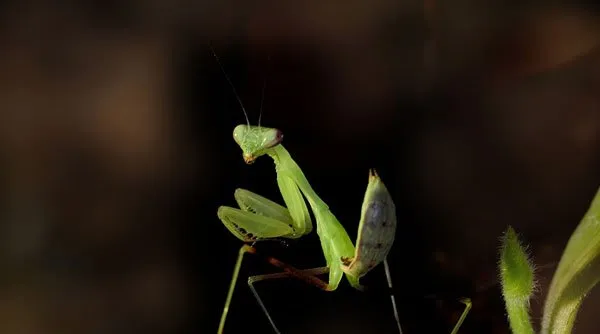 高清镜头下飞舞的螳螂 | 宠物昆虫图片