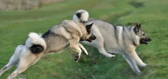 挪威猎鹿犬怎么洗澡 挪威猎鹿犬洗澡护理 | 宠物病虫害防治