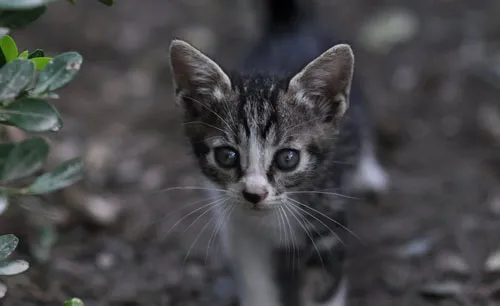 选购健康猫咪的三大方法 | 宠物猫选购技巧