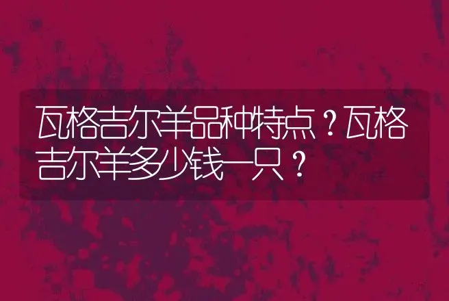 瓦格吉尔羊品种特点？瓦格吉尔羊多少钱一只？ | 家畜养殖