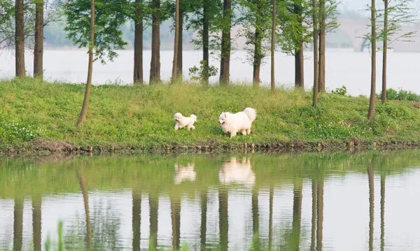 微笑天使萨摩耶和泰迪犬的生活记录图片 | 宠物狗图片