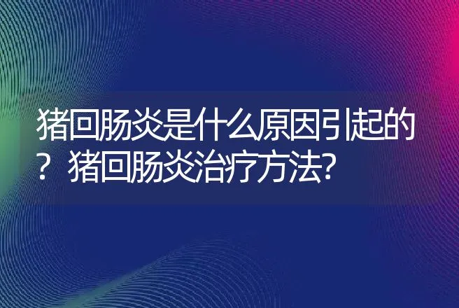 猪回肠炎是什么原因引起的?猪回肠炎治疗方法？ | 兽医知识大全