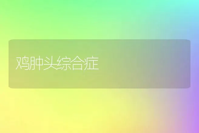 鸡肿头综合症 | 动物养殖