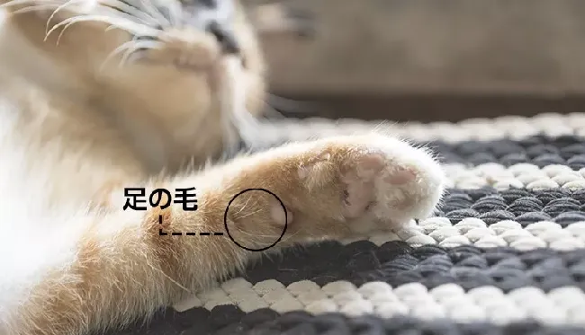 “拔根猫胡子，招财招桃花？”别再迷信了！！ | 宠物猫饲养