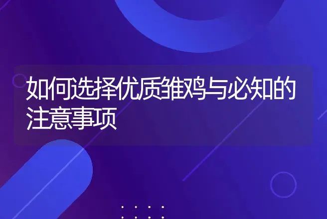 如何选择优质雏鸡与必知的注意事项 | 家禽养殖