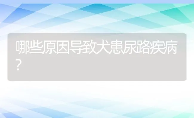 哪些原因导致犬患尿路疾病? | 宠物趣闻