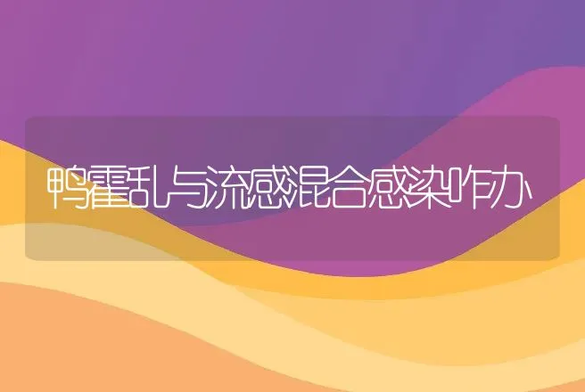 鸭霍乱与流感混合感染咋办 | 动物养殖