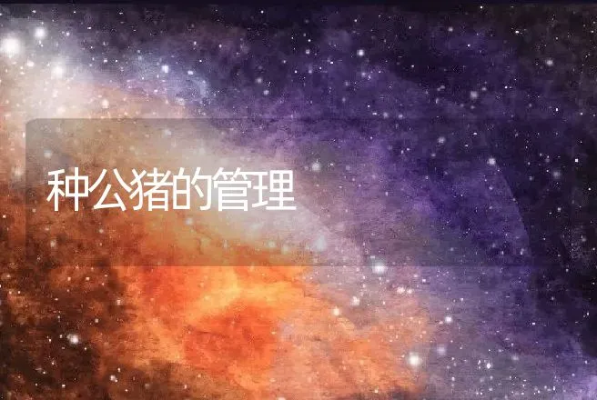 种公猪的管理 | 动物养殖