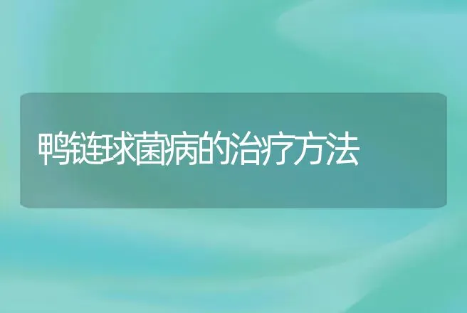 鸭链球菌病的治疗方法 | 家禽养殖