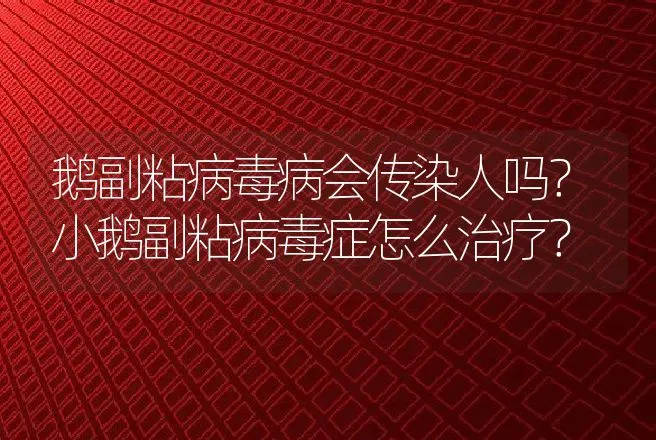 鹅副粘病毒病会传染人吗？小鹅副粘病毒症怎么治疗？ | 兽医知识大全