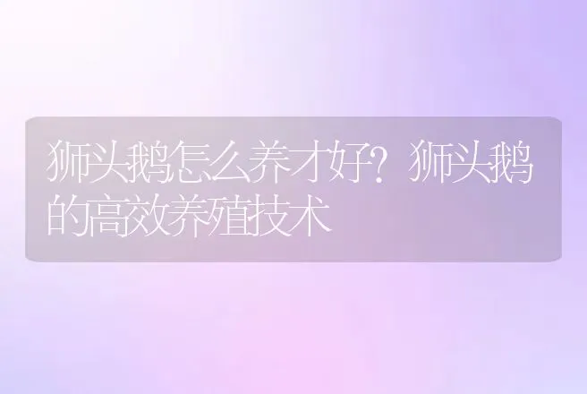 狮头鹅怎么养才好？狮头鹅的高效养殖技术 | 家禽养殖