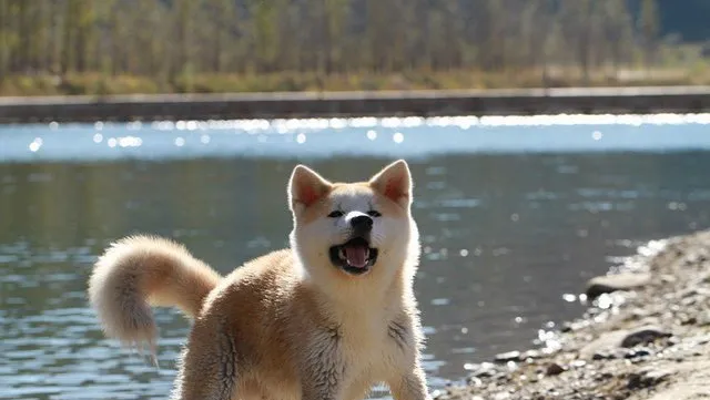 训练秋田犬看家和礼貌习法 | 宠物狗训练技巧