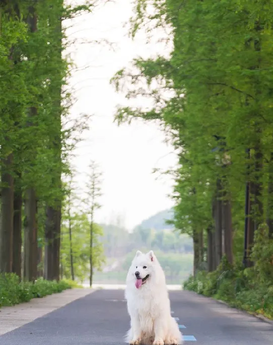 微笑天使萨摩耶和泰迪犬的生活记录图片 | 宠物狗图片