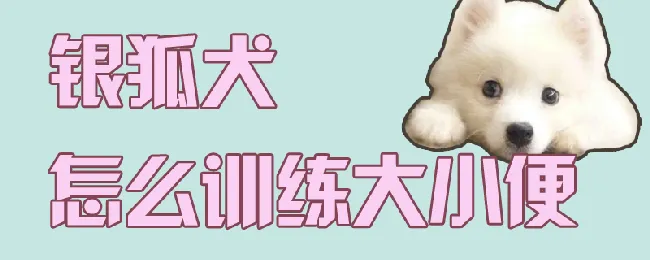 银狐犬怎么训练大小便 | 宠物训练技巧