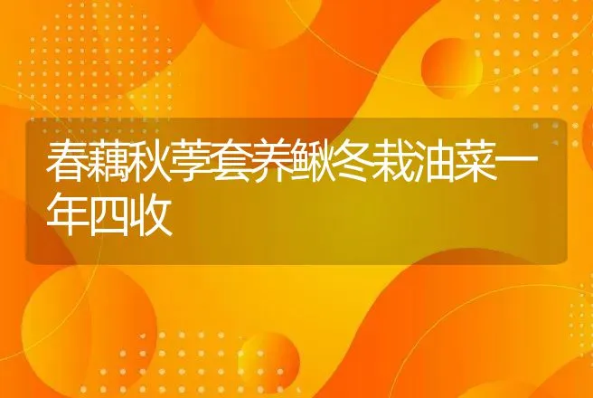 春藕秋荸套养鳅冬栽油菜一年四收 | 水产知识