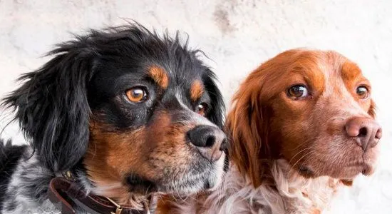 布列塔尼犬耳朵怎么清洁 布列塔尼犬耳朵清洁护理流程 | 宠物病虫害防治