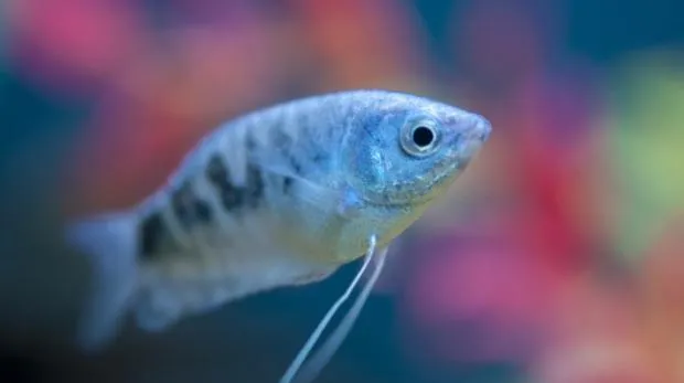 热带鱼饲养水族箱所需设备 | 宠物病虫害防治