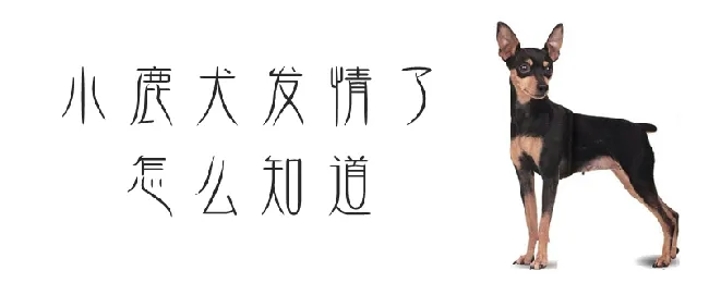 小鹿犬发情了怎么知道 | 宠物病虫害防治