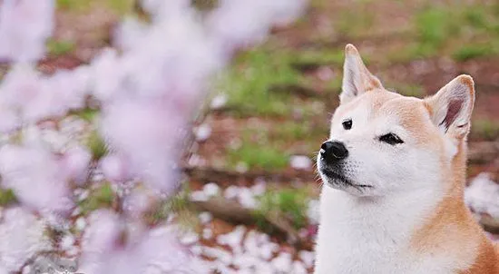 柴犬怎么美容 柴犬美容技巧 | 宠物病虫害防治