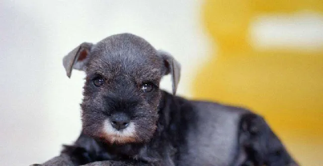 新手如何挑选雪纳瑞幼犬? | 宠物狗选购技巧