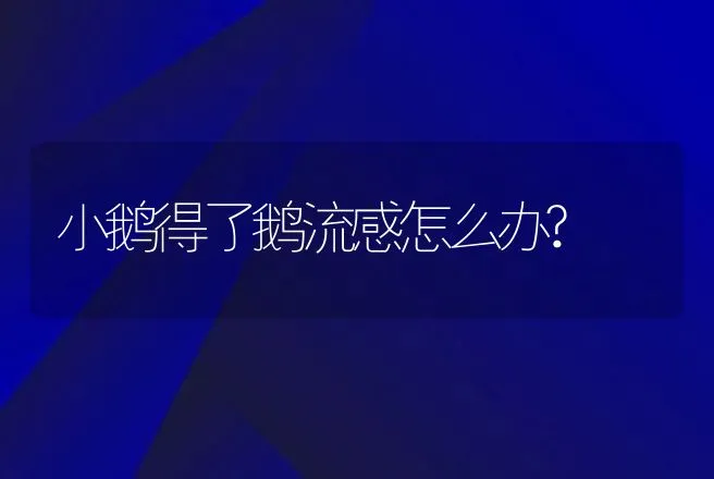 小鹅得了鹅流感怎么办? | 家禽养殖