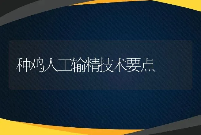 种鸡人工输精技术要点 | 家禽养殖