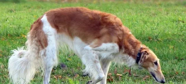 狼犬的外形特征介绍_狼犬种类及智商 | 宠物狗饲养