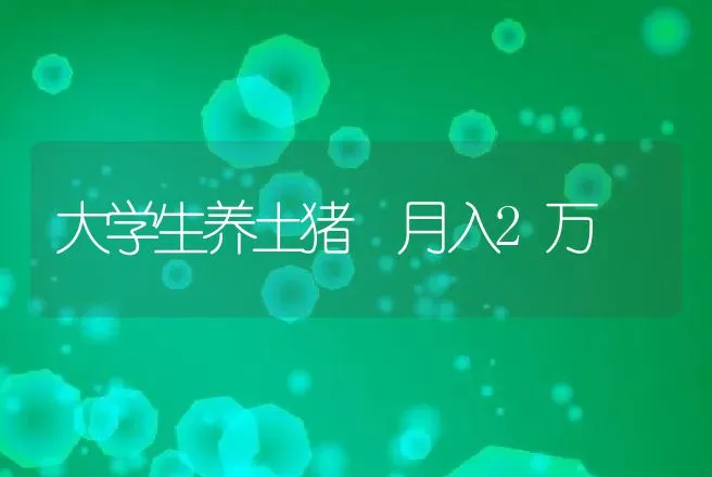 大学生养土猪 月入2万 | 养殖致富