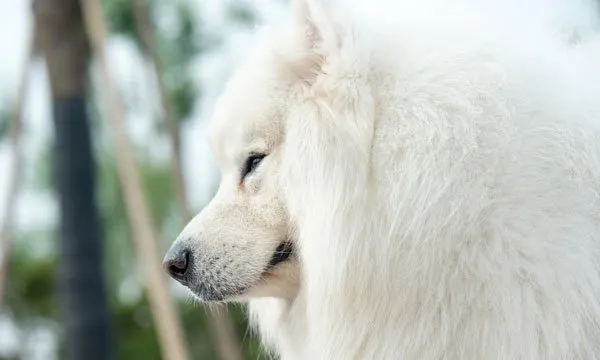 微笑天使萨摩耶和泰迪犬的生活记录图片 | 宠物狗图片