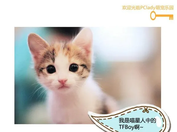 喵，还有比我更漂亮的喵星人吗 | 宠物猫图片