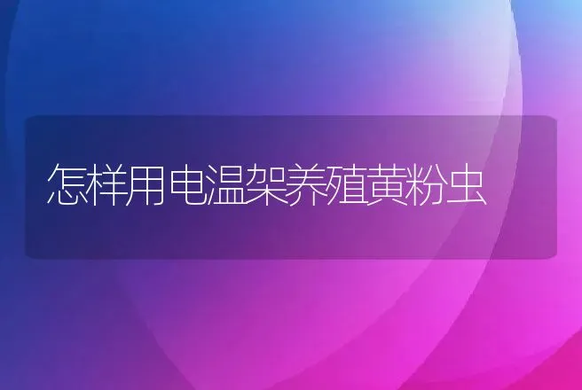 怎样用电温架养殖黄粉虫 | 动物养殖