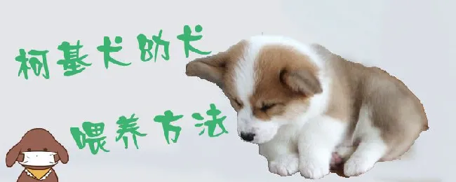 柯基犬幼犬喂养方法 | 宠物病虫害防治