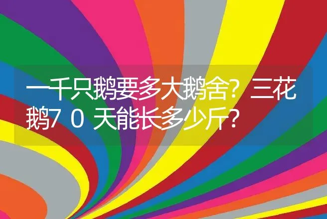 一千只鹅要多大鹅舍？三花鹅70天能长多少斤？ | 兽医知识大全