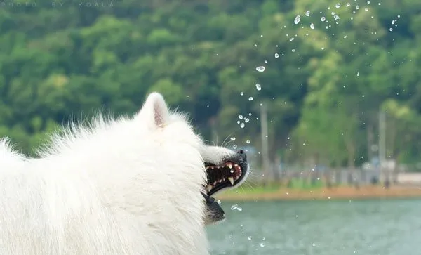 微笑天使萨摩耶和泰迪犬的生活记录图片 | 宠物狗图片