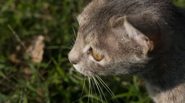 【猫猫图片】微镜头下的猫猫 | 宠物猫图片