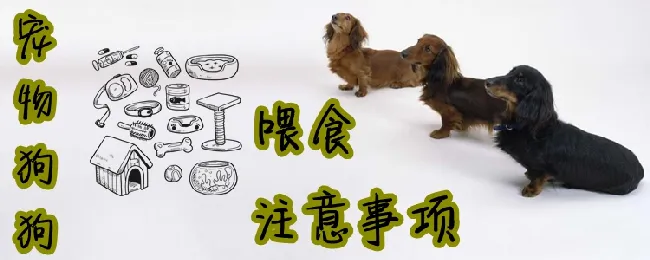 宠物狗狗喂食注意事项 | 宠物病虫害防治