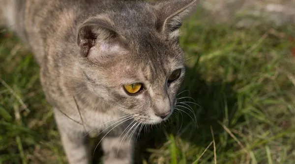 【猫猫图片】微镜头下的猫猫 | 宠物猫图片