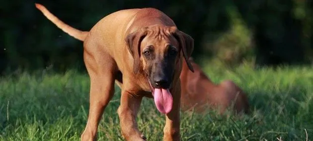 世界大型犬排名_大型犬的品种及图片 | 宠物狗饲养