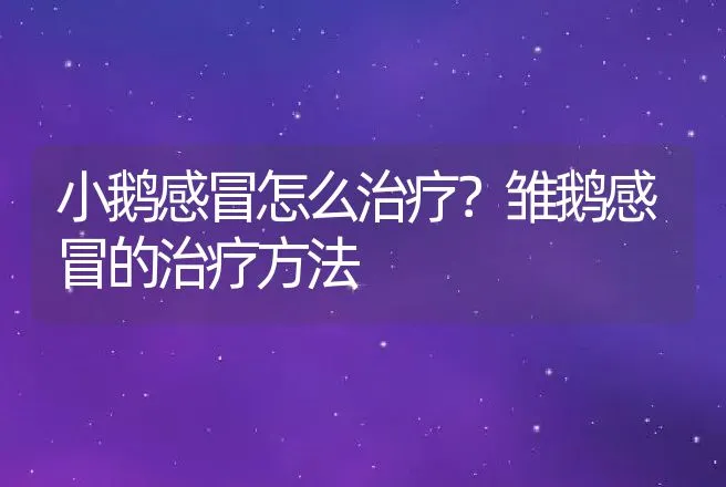 小鹅感冒怎么治疗？雏鹅感冒的治疗方法 | 兽医知识大全