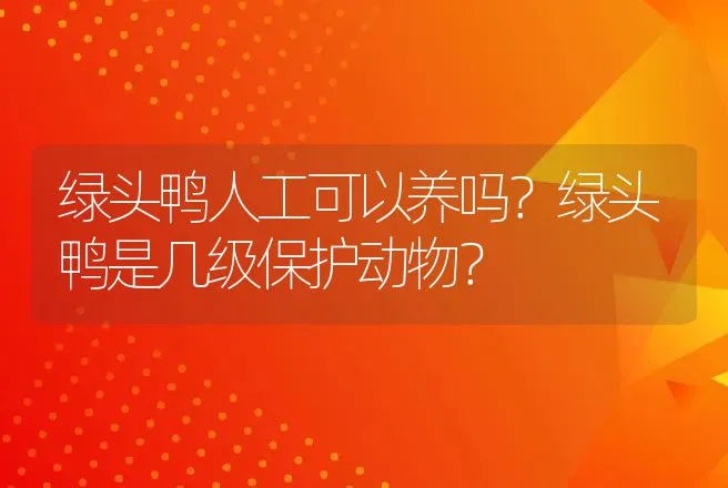 绿头鸭人工可以养吗？绿头鸭是几级保护动物？ | 家禽养殖