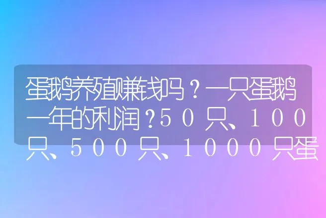 蛋鹅养殖赚钱吗？一只蛋鹅一年的利润？50只、100只、500只、1000只蛋鹅的养殖利润？ | 养殖致富