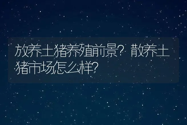 放养土猪养殖前景？散养土猪市场怎么样？ | 养殖致富